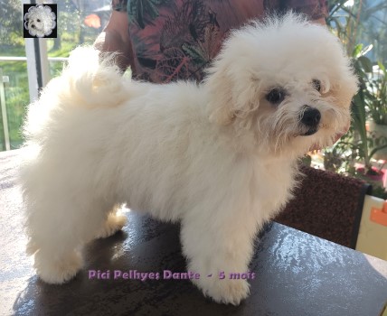 bichon bolognese Boloneser Bolognese at Havanese Stars Marguerite Seeberger