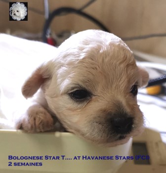 bichon bolonais Bologneser Bolognese Bolonais at Havanese Stars Marguerite Seeberger
