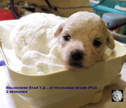 chiot bichon bolonais femelle at Havanese Stars Marguerite Seeberger