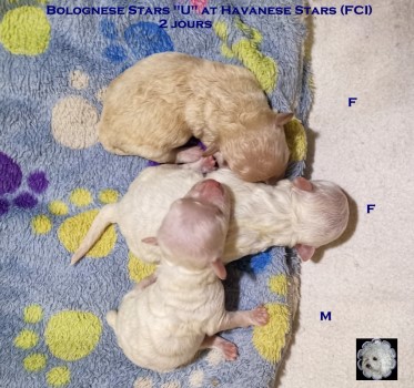 Bologneser Welpen bichons bolonais puppies bolognese Marguerite Seeberger
