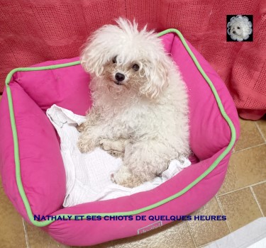 Bolognese Bologneser chiots bichons bolonais at Havanese Stars Marguerite Seeberger