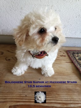 bichon bolonais Saphir at Havanese Stars Marguerite Seeberger