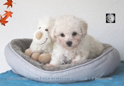 bologneser Welpe at Havanese stars Bolognese bichon bolonais Marguerite Seeberger