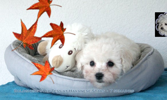 chiot bichon bolonais - bolognese at Havanese Stars