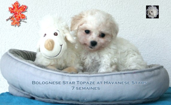 bolognese female 7 weeks of Havanese Stars Marguerite Seeberger