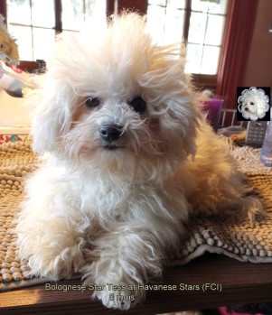 Bolognese Star Tess at Havanese Stars  Bolognese breed Bologneser Bolonais