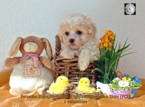 bichon bolonais Bolognese puppy