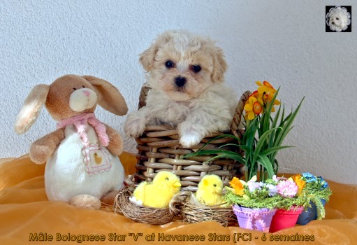 Bologneser Welpen at Havanese Stars (FCI)