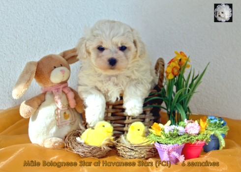 bichon bolonais Bologneser Havanese Stars