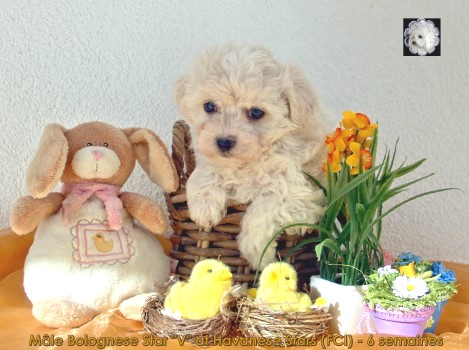 bolognese puppy Bologneser