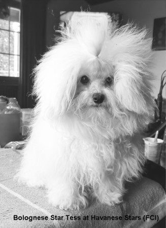bichon bolonais, bolognese, boloneser, bolognais, bichon blanc