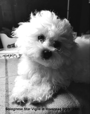 bolognese male puppy at Havanese Stars www bichons ch