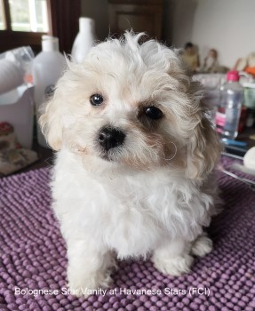 bichon bolonais Seeberger Marguerite