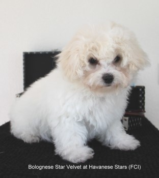 bichon bolonais Bologneser Bolognese