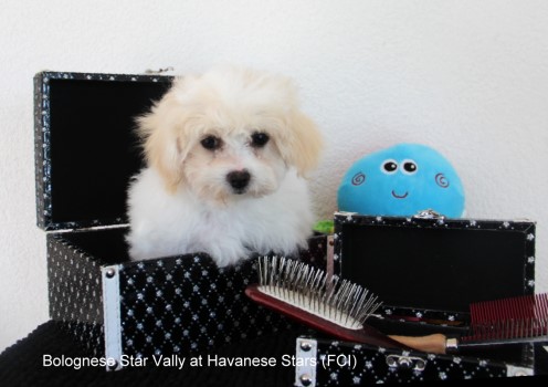 Bolognese chiots Bolonais Havanese Stars Marguerite Seeberger Switzerland