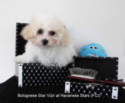 Bichons bolonais chiots puppies Switzerland Seeberger