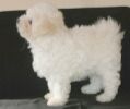 Bolognese Star Amlie  7 semaines