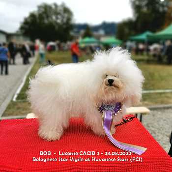 Bolognese Star Vigile at Havanese Stars (FCI)