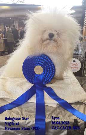 Bolognese male of Havanese Stars Marguerite Seeberger Switzerland
