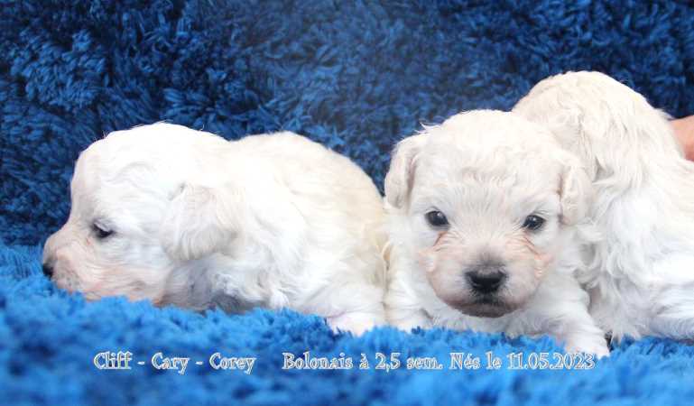 chiots bichons bolonais, bolognese, Bolonais, Bologneser