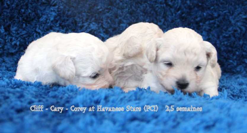 Bichons bolonais, Bolognese bichons, Bologneser
