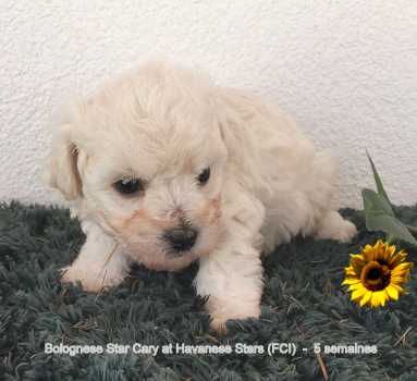 Bologneser Welpen chiots bichons bolonais Bolognese