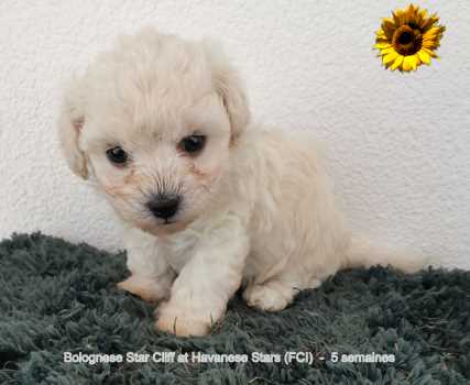bichon bolonais chiots Bolognese puppies  bologneser Welpen