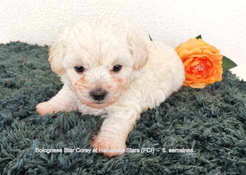 chiots bichons bolonais  Welpen Bologneser  Boloneser  Bolognese puppies