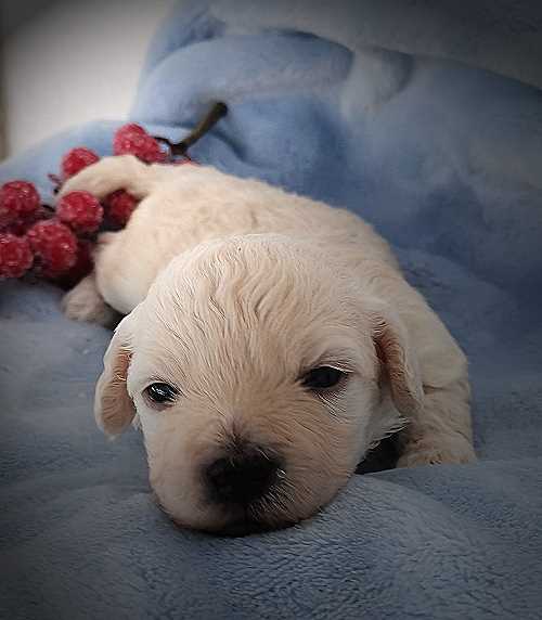 Havanese Stars (FCI) Havanais Bolognais