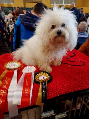 Bolognese Star Cliff   Champion Suisse   at Havanese Stars
