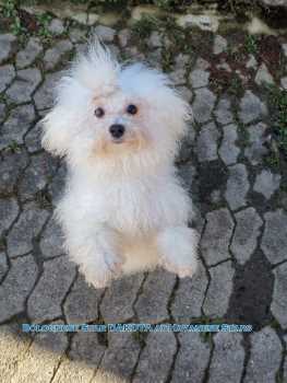 Bolognese Star Dakota at Havanese Stars (FCI)