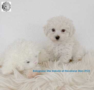 Bolognese Star Dakota at Havanese Stars