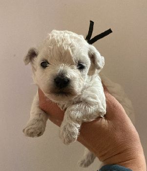 Little White Wonder NERO