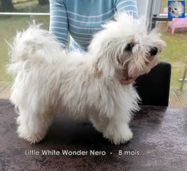 Bolognese dog LLW Nero  Havanese Stars Marguerite Seeberger