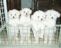 Bolognese Star "A" at Havanese Stars  Marguerite Seeberger