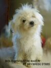 Bolognese Star Amlie at Havanese Stars