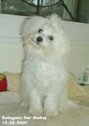 Bolognese Star Audrey at Havanese Stars