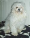 Bichon bolonais Daphn
